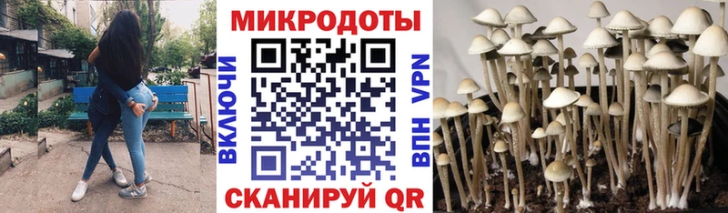 Галлюциногенные грибы Psilocybine cubensis  Гаджиево 